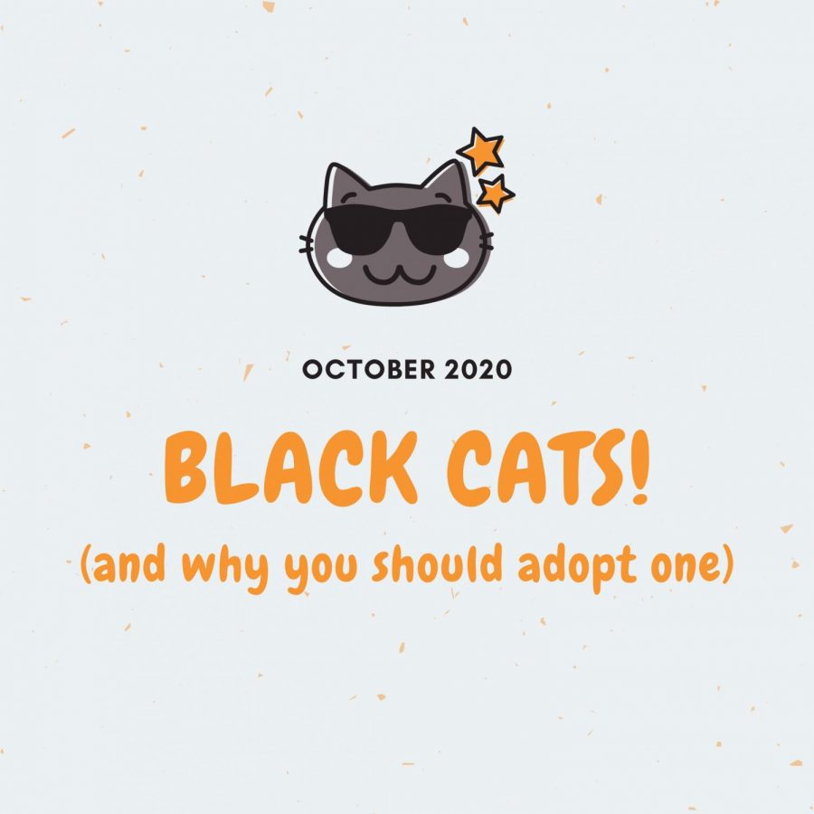 Black Cats! (and why you should adopt one)