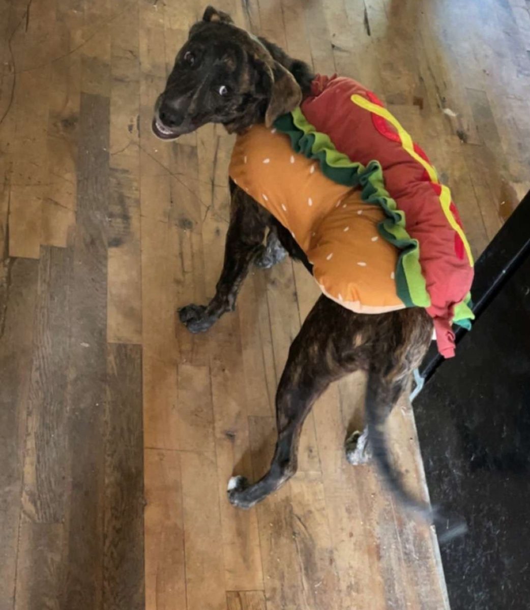 This is Alyssas dog Sully wearing a hot dog costume 
